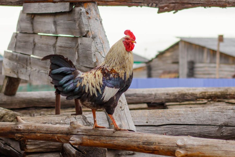 a rooster stands on a roof 2c34eea7